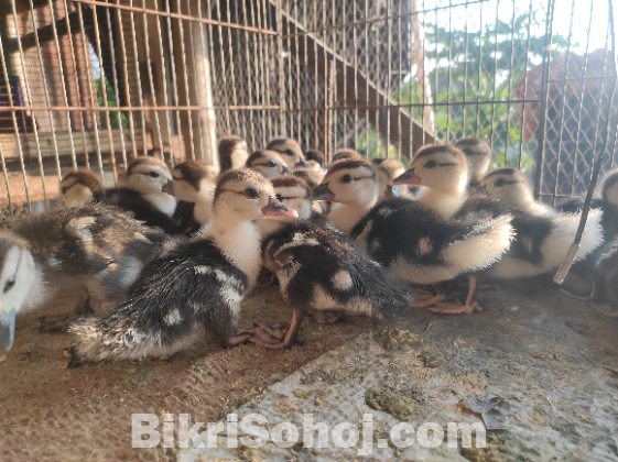 চিনা হাস এর বাচ্চা